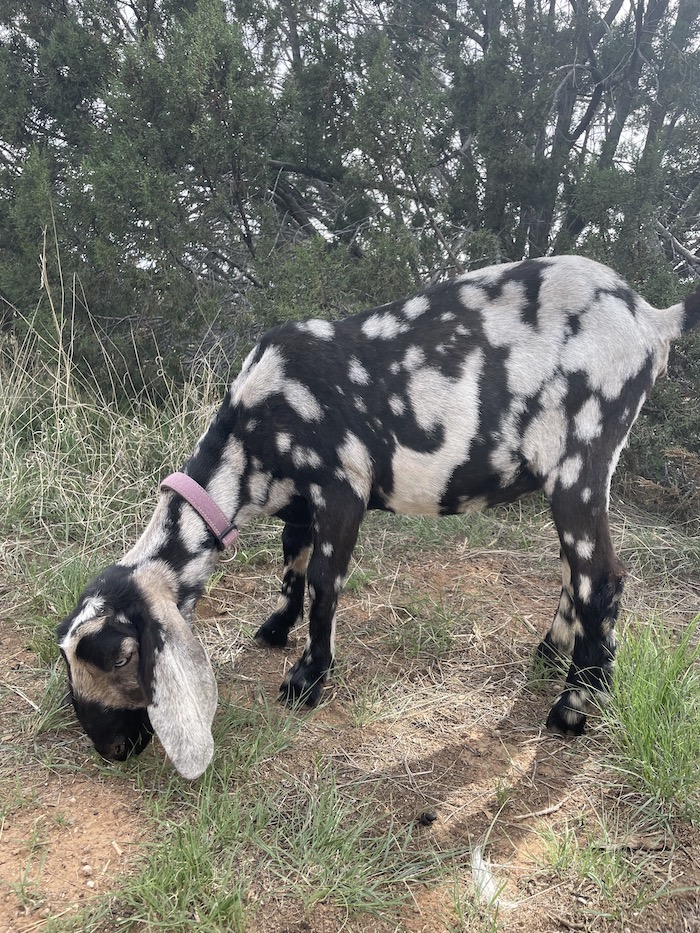 MICHELLE FRUMIN | EL CORTIJO RANCH