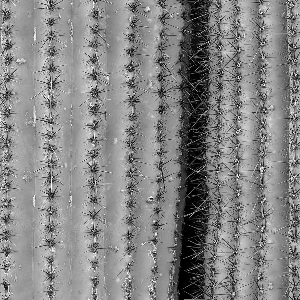 Organ Pipe Cactus