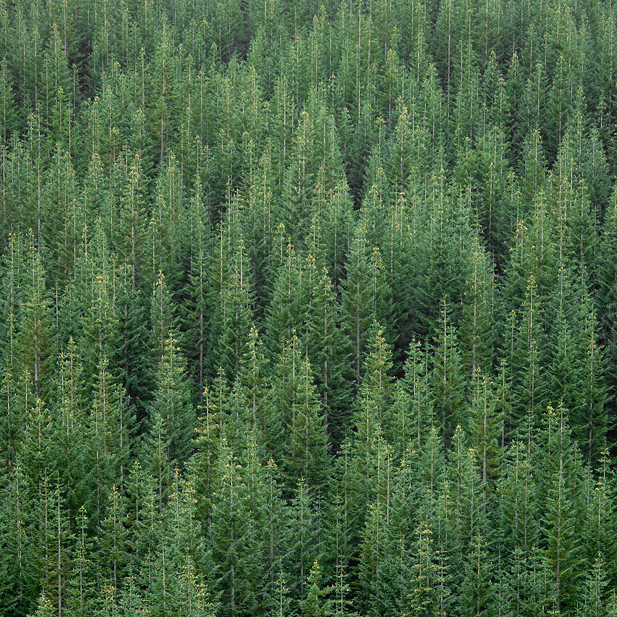 WA Evergreen
