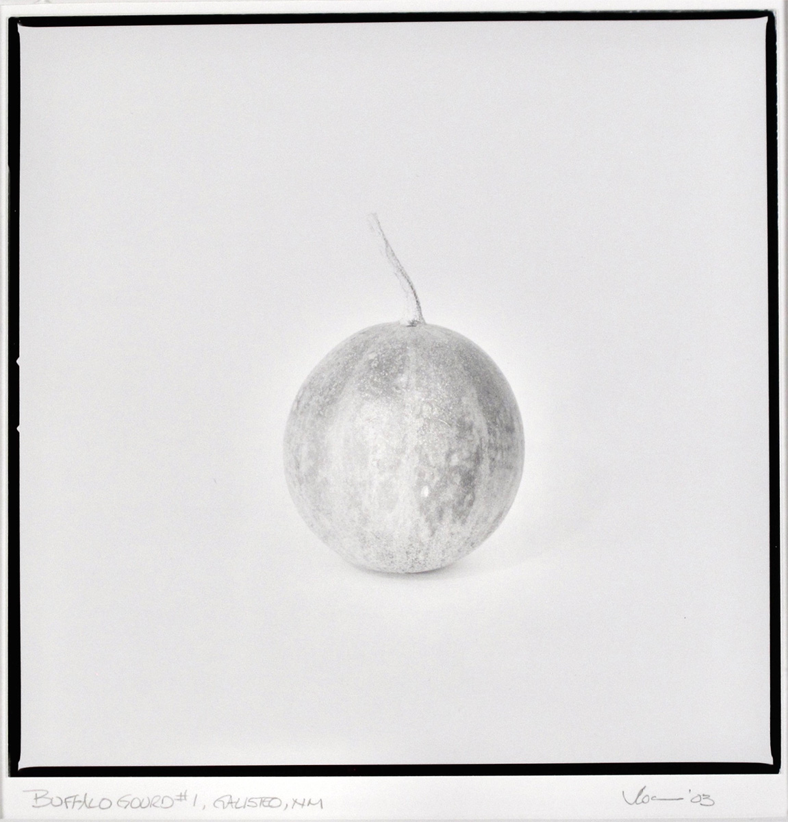 Buffalo Gourd